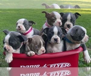 Boston Terrier Litter for sale in CHARLOTTE HALL, MD, USA
