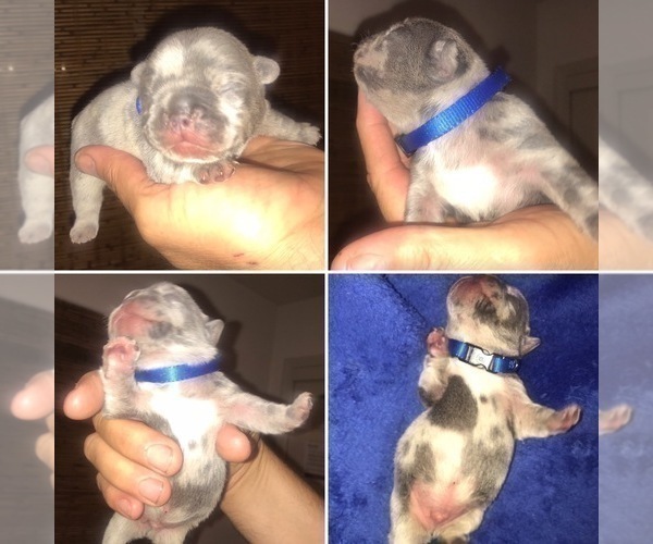 Medium Photo #6 French Bulldog Puppy For Sale in PLACERVILLE, CA, USA