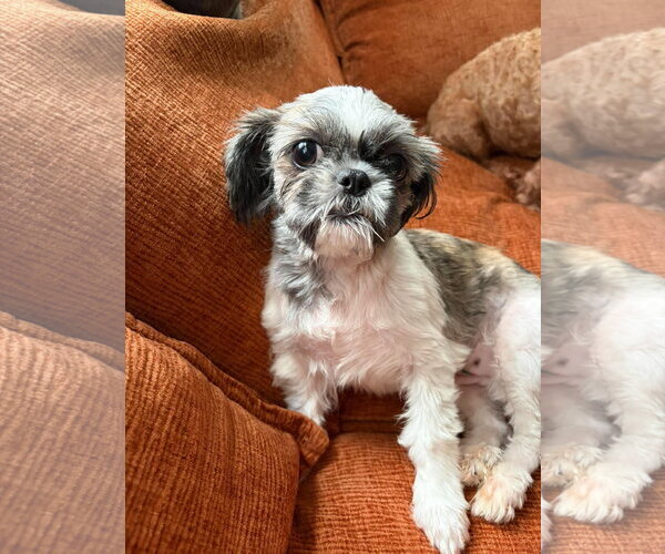 Medium Photo #2 Shih Tzu-Unknown Mix Puppy For Sale in Grafton, WI, USA