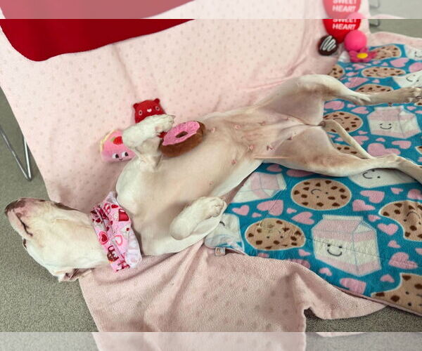 Medium Photo #3 Mutt Puppy For Sale in Jefferson, WI, USA