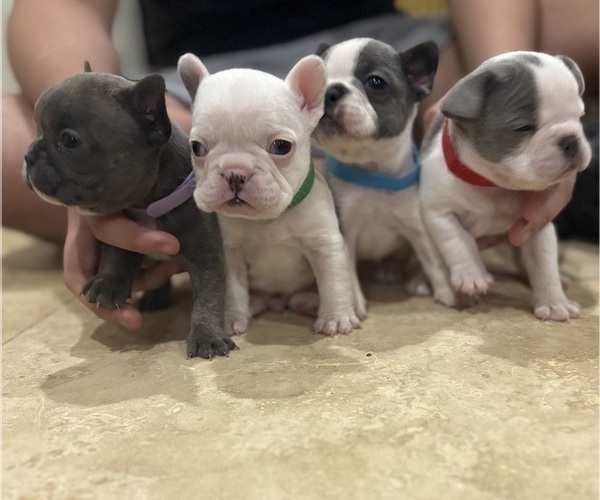 Medium Photo #3 French Bulldog Puppy For Sale in CROSBY, TX, USA