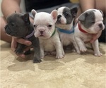Small #2 French Bulldog