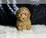 Small #1 Maltipoo