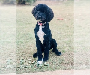 Father of the Golden Mountain Doodle puppies born on 05/23/2026