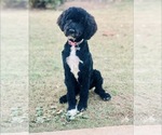 Small Photo #1 Golden Mountain Doodle Puppy For Sale in WARNER ROBINS, GA, USA