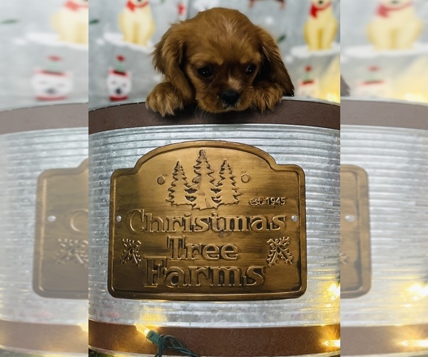 Medium Photo #10 Cavalier King Charles Spaniel Puppy For Sale in CINCINNATI, OH, USA