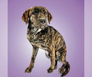Mutt Dogs for adoption in Salt Lake City, UT, USA