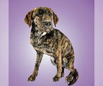 Small Mutt