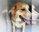 Small Labrador Retriever Mix