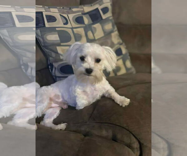 Medium Photo #2 Maltese Puppy For Sale in Croydon, NH, USA