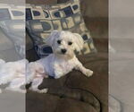 Small #1 Maltese