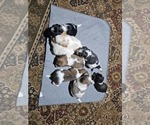 Small #5 Schweenie
