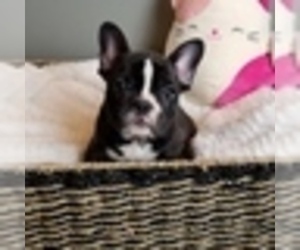 French Bulldog Puppy for sale in GREENWOOD, IN, USA