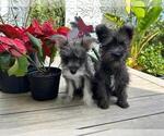 Small Photo #5 Schnauzer (Miniature) Puppy For Sale in HOLLYWOOD, FL, USA