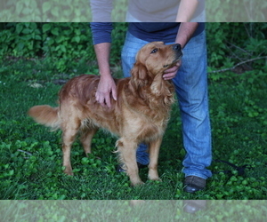 Father of the Goldendoodle puppies born on 08/02/2021