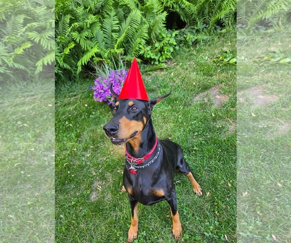 Medium Photo #8 Doberman Pinscher Puppy For Sale in Buffalo, MN, USA