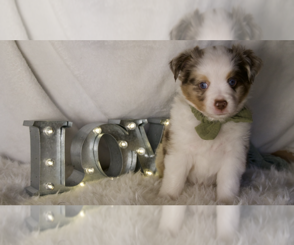 Medium Photo #4 Miniature Australian Shepherd Puppy For Sale in ELKHART, TX, USA
