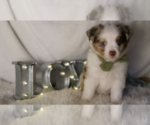Small Photo #4 Miniature Australian Shepherd Puppy For Sale in ELKHART, TX, USA