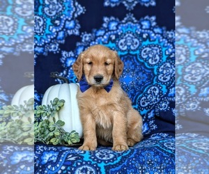 Golden Retriever Puppy for sale in QUARRYVILLE, PA, USA