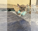 Small Photo #11 French Bulldog Puppy For Sale in VICTORVILLE, CA, USA