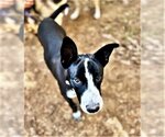 Small #2 German Shepherd Dog Mix
