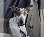 Small #1 Mutt