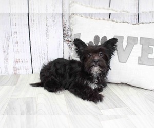 Morkie Puppy for sale in MARIETTA, GA, USA
