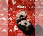 Small Photo #7 Australian Shepherd Puppy For Sale in DANVILLE, PA, USA