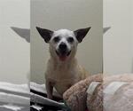 Small Chihuahua Mix