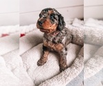 Puppy 4 Golden Mountain Doodle 