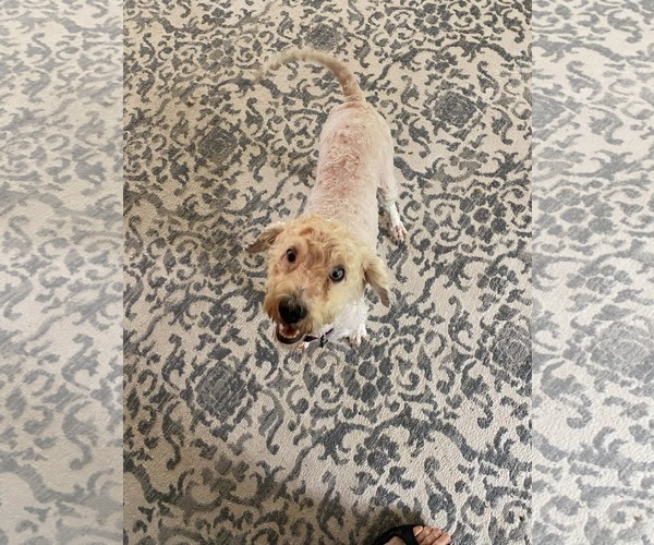 Medium Photo #3 Aussiedoodle Miniature  Puppy For Sale in Holly Springs, NC, USA