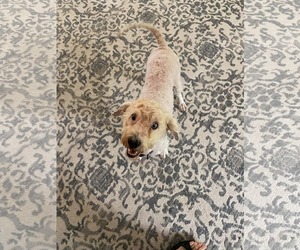 Zonis - Female Aussiedoodle Miniature  Dog for Adoption - Photo #3