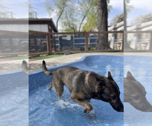 Medium Photo #3 German Shepherd Dog Puppy For Sale in Leavenworth, KS, USA