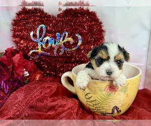 Morkie Puppy for sale in CASSVILLE, MO, USA