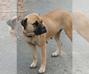Mother of the Bullmastiff puppies born on 06/21/2025