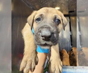 American Staffordshire Terrier-Unknown Mix Dogs for adoption in San Antonio, TX, USA