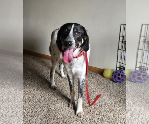 Medium Photo #2 Great Pyrenees-Unknown Mix Puppy For Sale in Hinckley, IL, USA