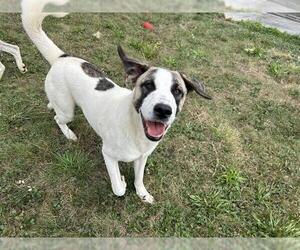 Anatolian Shepherd-Unknown Mix Dogs for adoption in McKinleyville, CA, USA