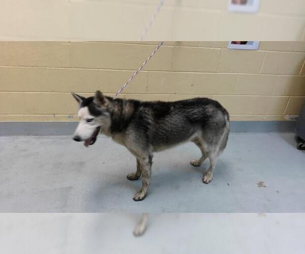 Medium Photo #1 Siberian Husky Puppy For Sale in Tulsa, OK, USA