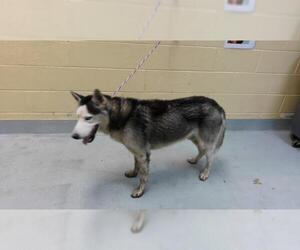 Siberian Husky Dogs for adoption in Tulsa, OK, USA