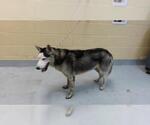Small Siberian Husky