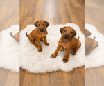 Small #24 Rhodesian Ridgeback