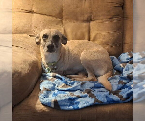 Medium Photo #3 Mutt Puppy For Sale in Coldwater, MI, USA