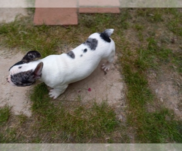 Medium Photo #8 French Bulldog Puppy For Sale in CARTHAGE, TX, USA