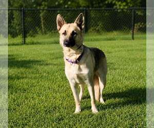 Mutt Dogs for adoption in Shelburne, VT, USA