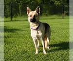 Small Mutt