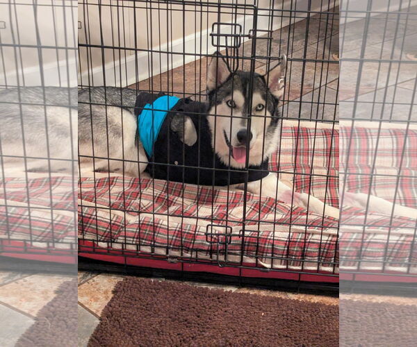 Medium Photo #2 Siberian Husky Puppy For Sale in Cumming, GA, USA