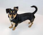 Small #5 Chiweenie