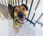 Small #1 Labrador Retriever Mix