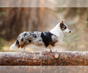 Mother of the Cardigan Welsh Corgi puppies born on 05/24/2022